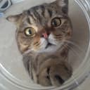 Avatar Lulu Cat